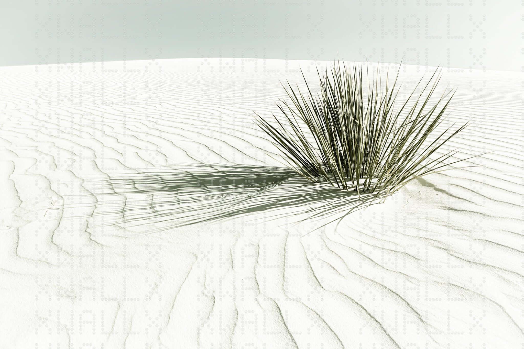 Solitary Desert Plant Wall Mural