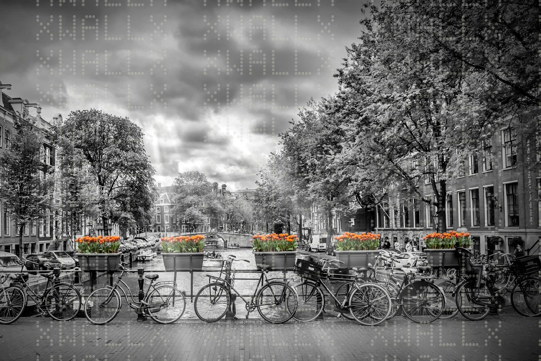 Monochrome Canal Orange Tulips Wallpaper Mural