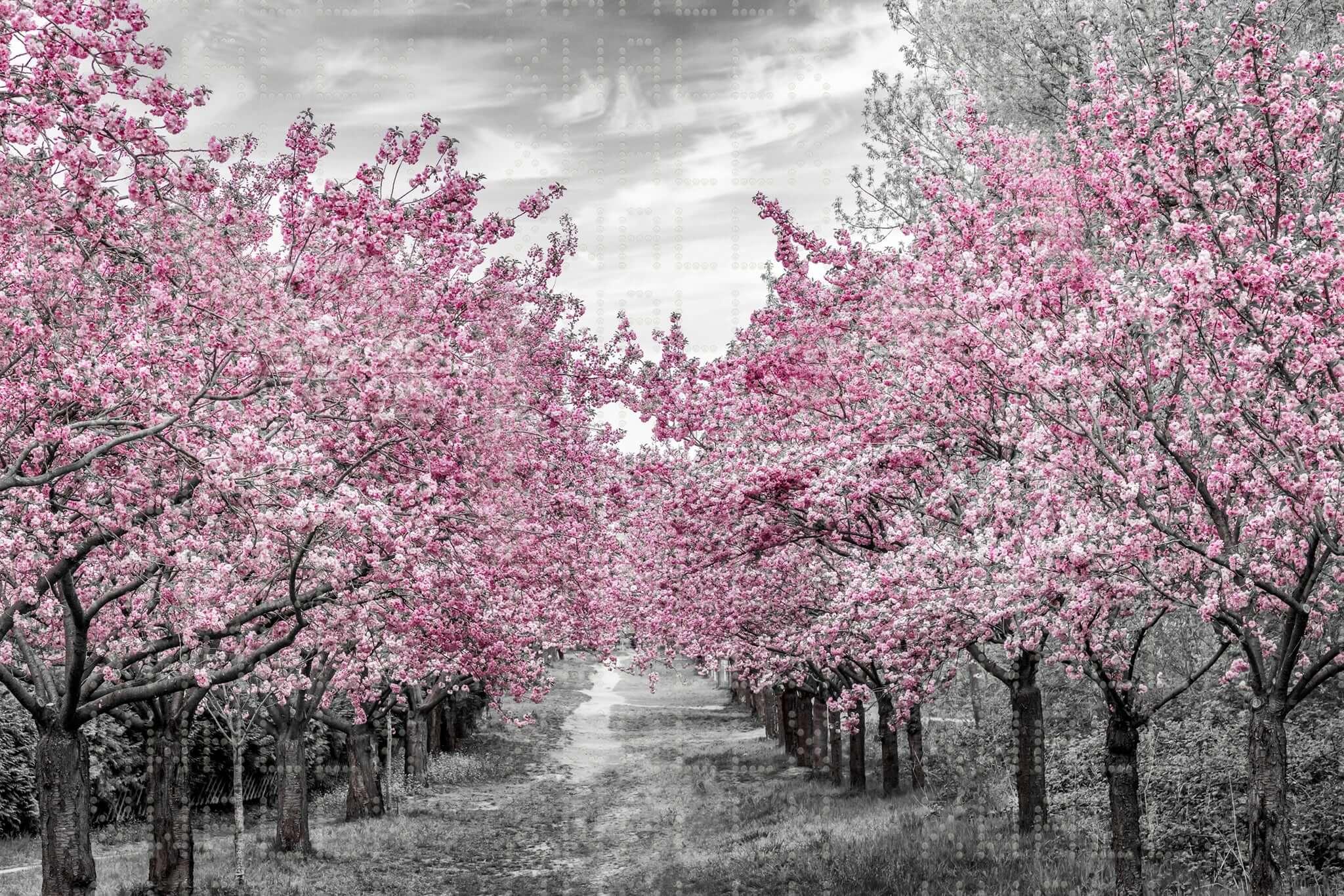 Pink Blossom Avenue Wall Mural
