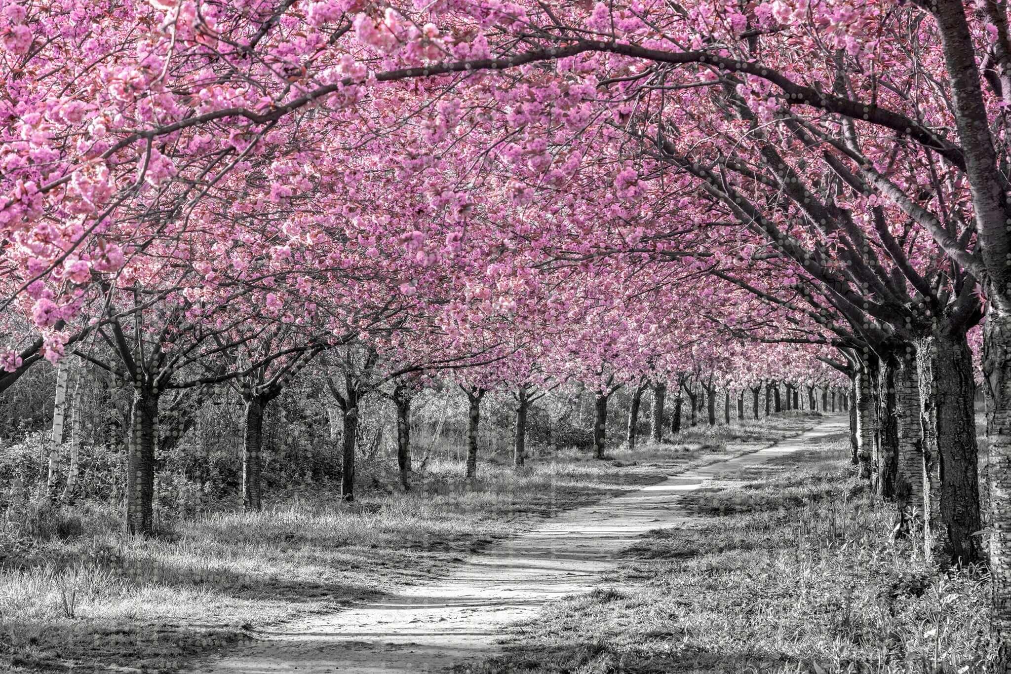 Pink Blossom Alley Wall Mural