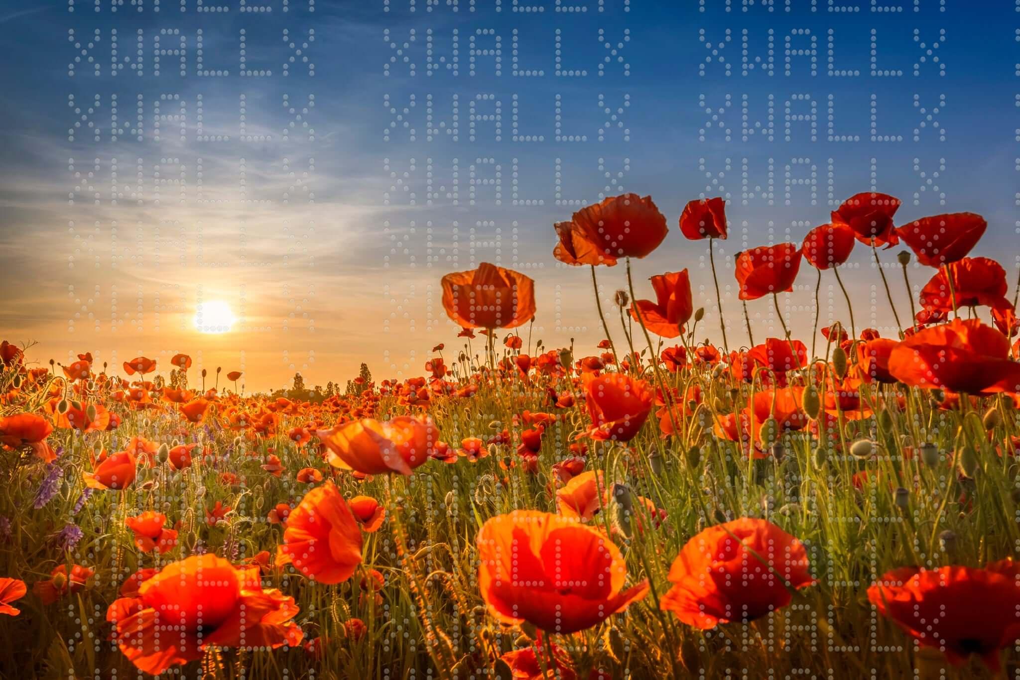 Günbatımı Gelincik Tarlası Duvar Posteri