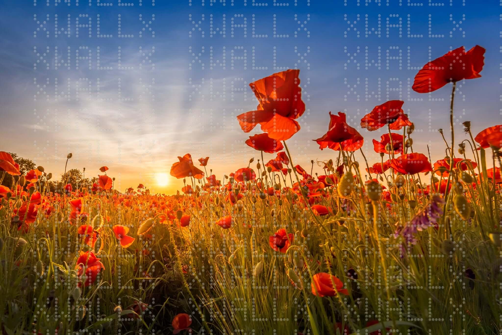 Altın Gelincik Günbatımı Duvar Posteri