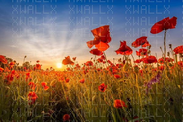 Altın Gelincik Günbatımı Duvar Posteri - Sample