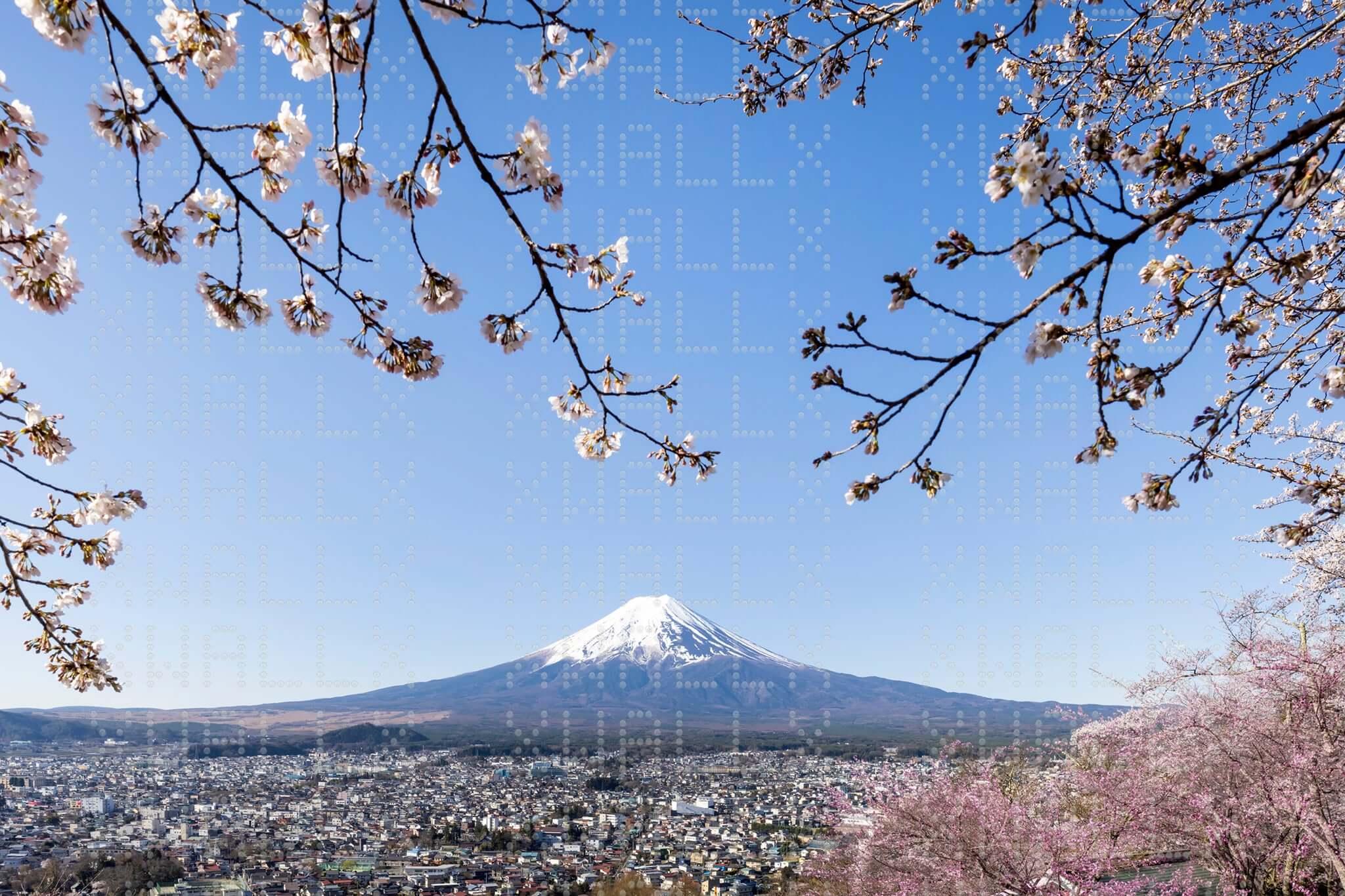 Cherry Blossom Serenity Wall Mural