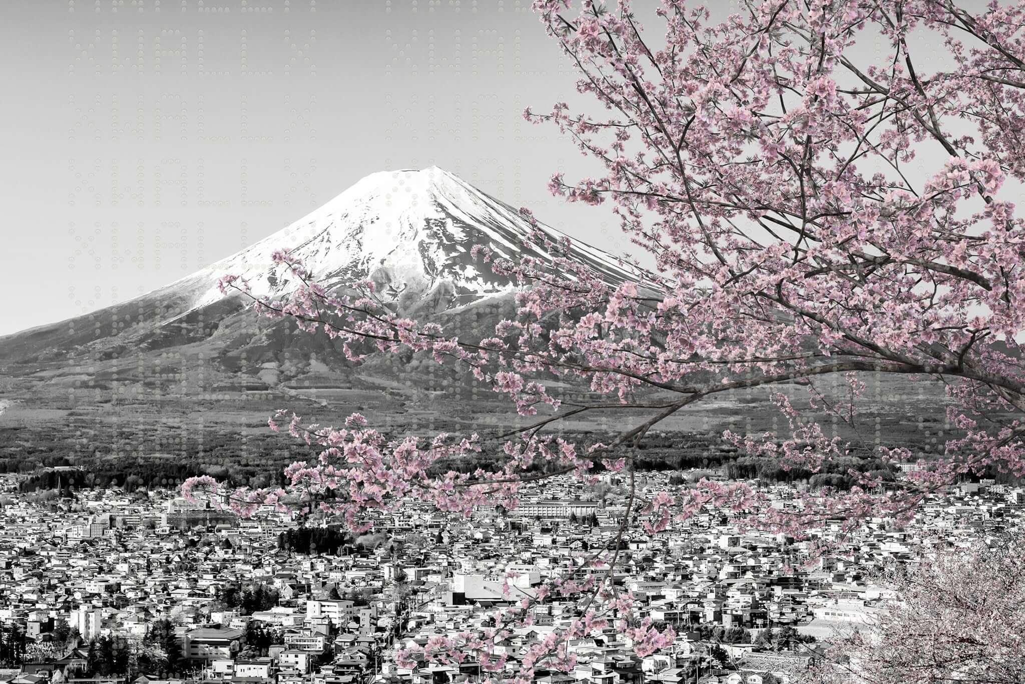 Cherry Blossom Serene Wall Mural