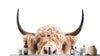 Charming Highland Cow Wall Mural