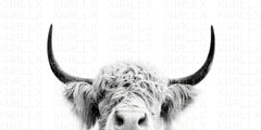Majestic Highland Cow Wall Mural
