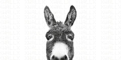 Charming Donkey Portrait Wall Mural