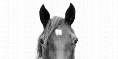 Majestic Horse Head Wall Mural
