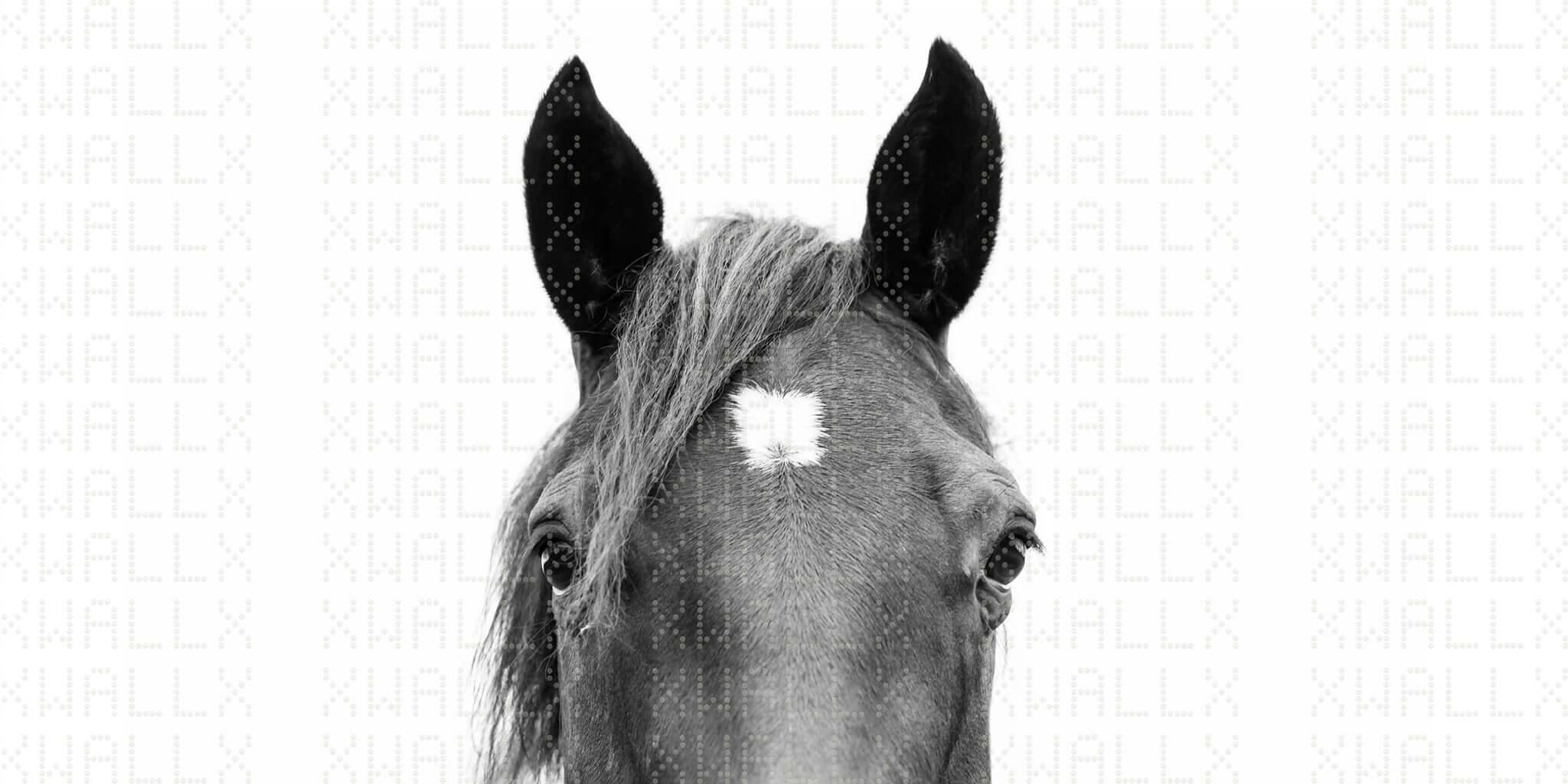 Majestic Horse Head Wall Mural