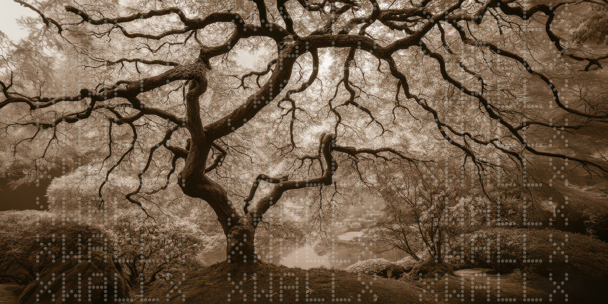 Sepia-Visaged Tree Canopy Wallpaper