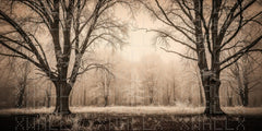 Frosted Forest Pathway Wallpaper