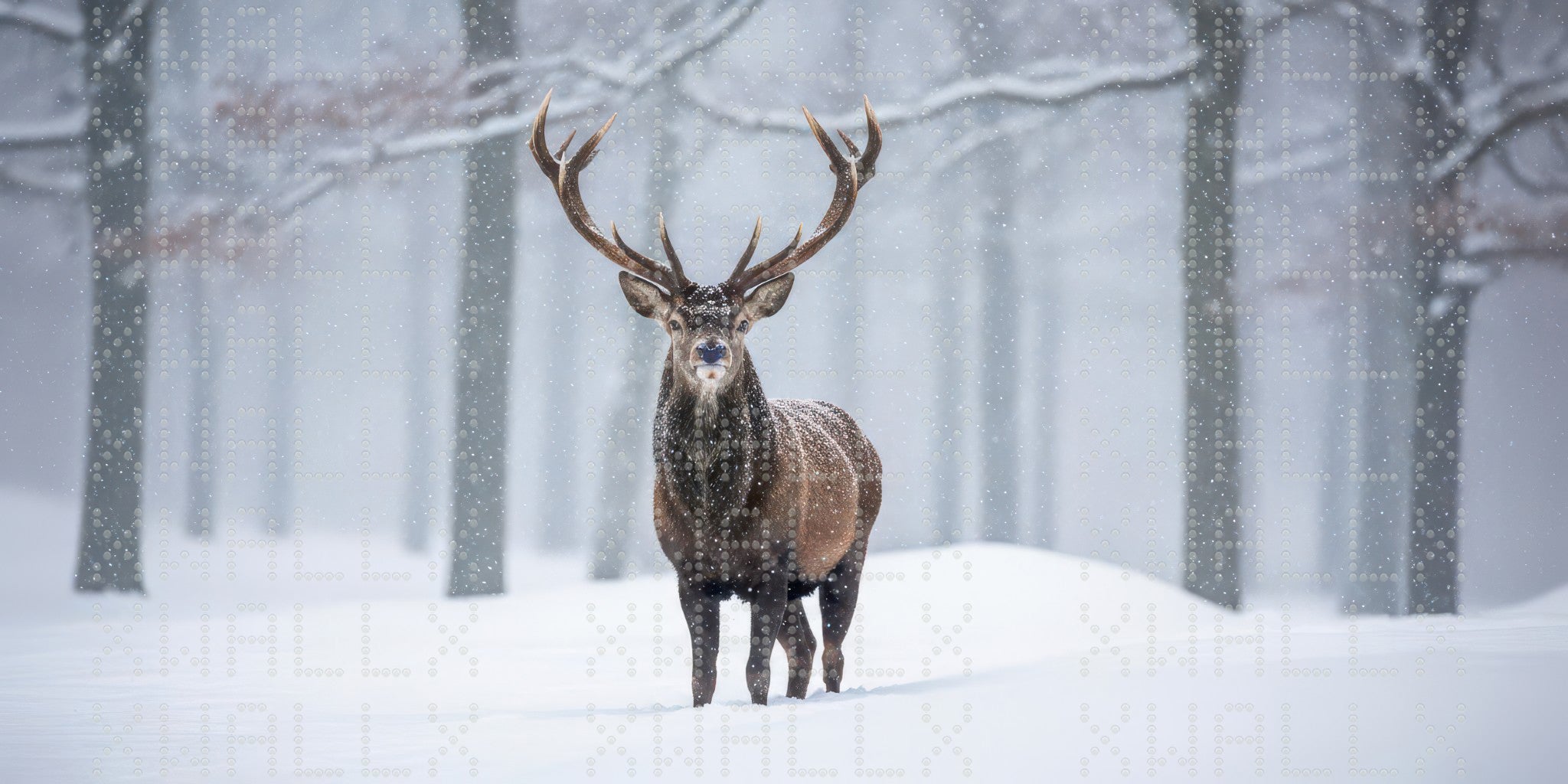 Majestic Stag in Snow Wallpaper