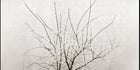 Serene Blossom Branches Wallpaper