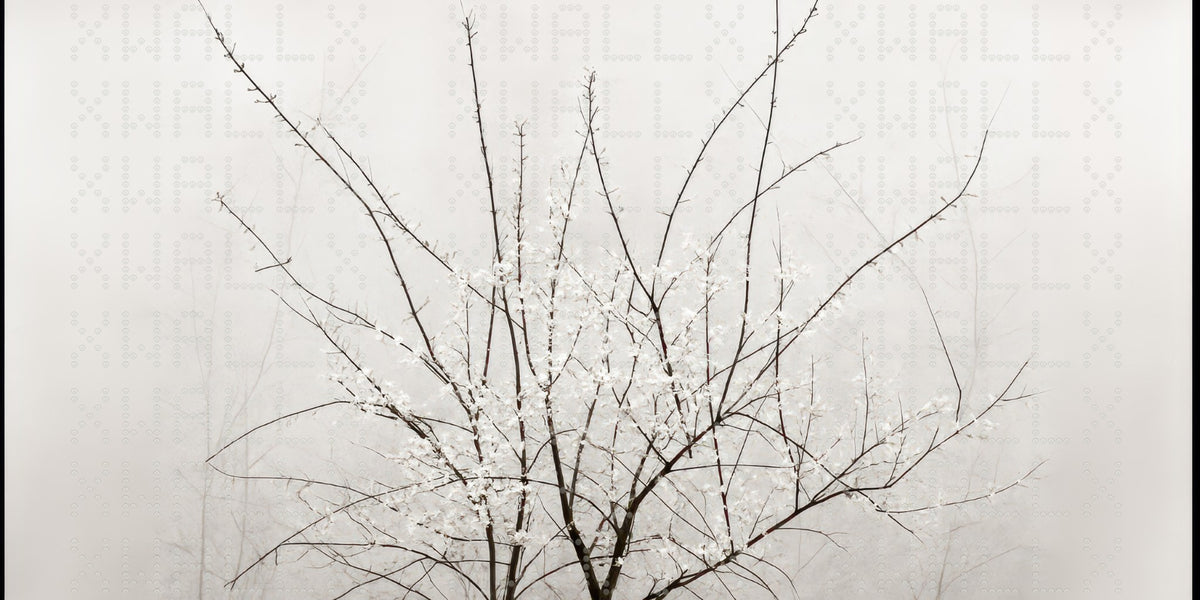 Serene Blossom Branches Wallpaper