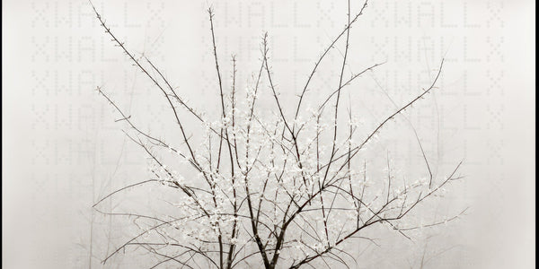 Serene Blossom Branches Wallpaper - Sample