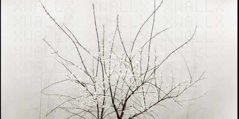 Serene Blossom Branches Wallpaper
